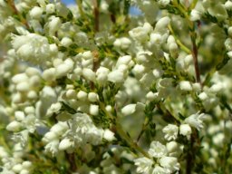 Erica leucanthera flowers
